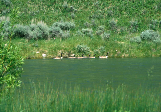 A family of Canadian geese. 