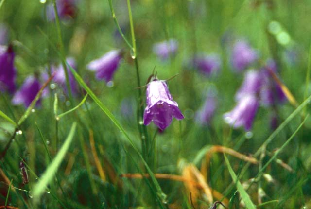 A mountain flower.�@Switzerland.