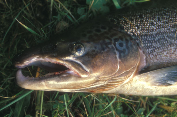 Atlantic salmon.�@River Spey, Scotland.