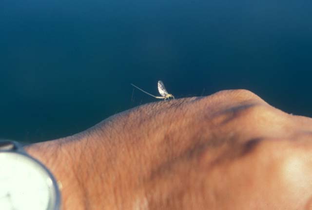 Baetis sp. (mayfly).�@Silver Creek, Idaho, U.S.A. 