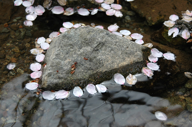 Necklace of CherryBlossom