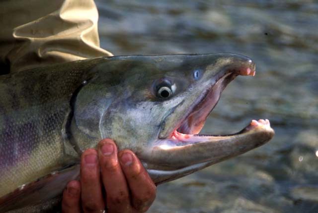 Chum salmon, Tedorigawa River, Japan 