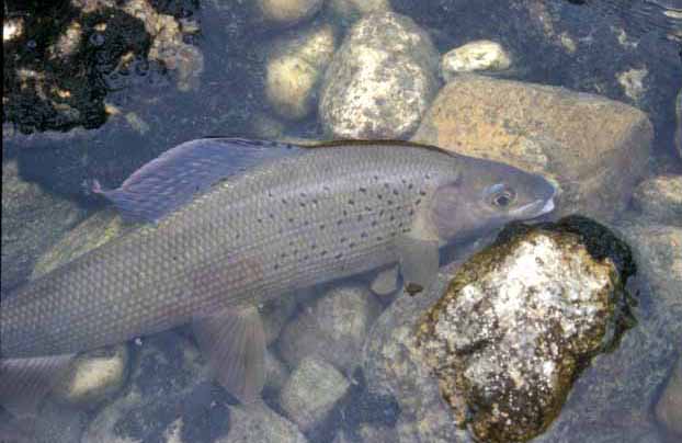 European grayling.�@Traun River, Austria.