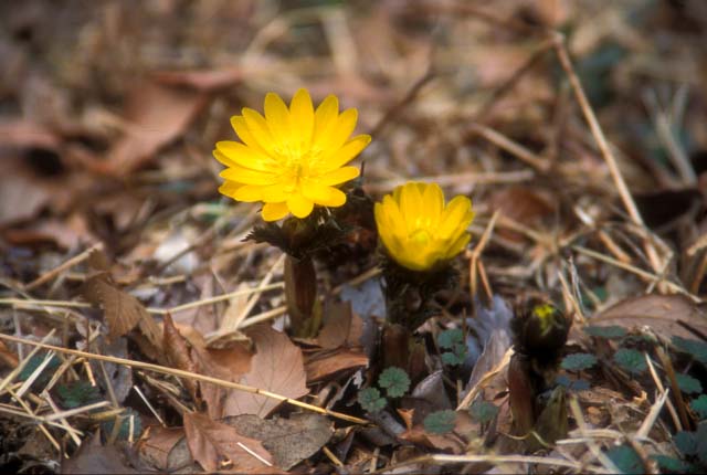 Fukujusou (Adonis amurensis)