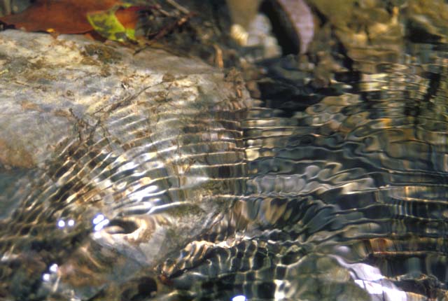 This is the gin-clear water!�@Somewhere in Japan. 