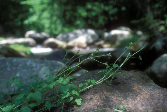 Growing at River