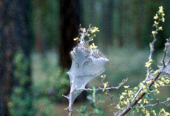 Nest of bug.�@Metolius River, Oregon, U.S.A
