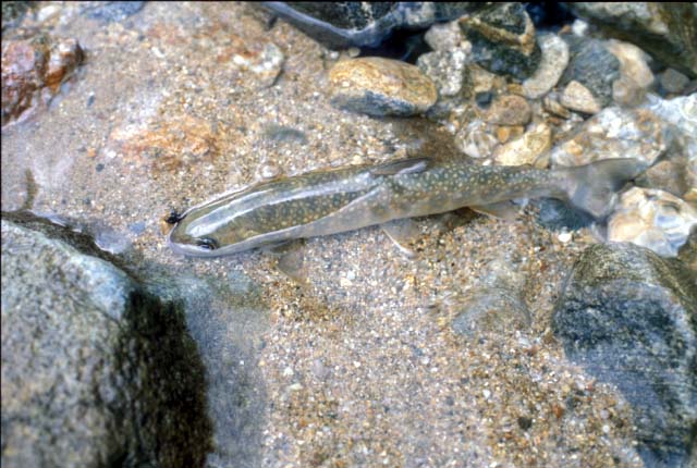 Iwana, a Japanese native char.�@To meet this fish, fishermen drive hours ... 