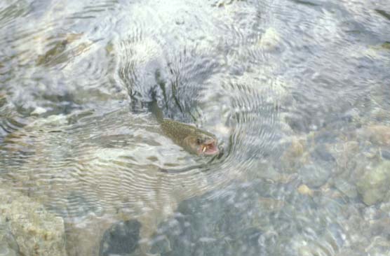 Iwana, a native char of Japan.