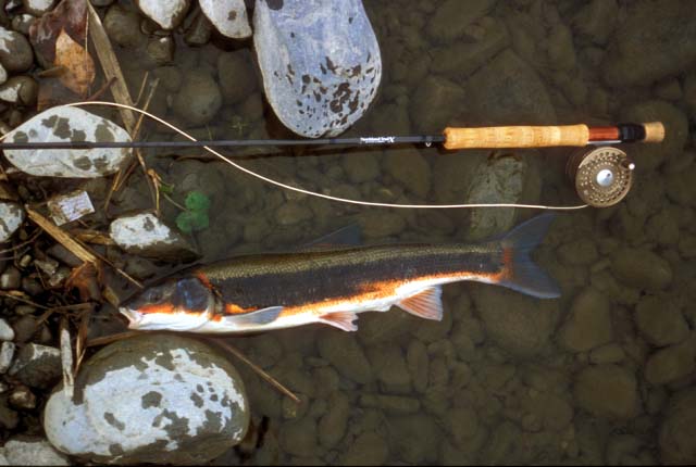 Marutaugui: Leuciscus (Triborodon) brandti.�@A good off-season target.�@Tama River, Tokyo, Japan.