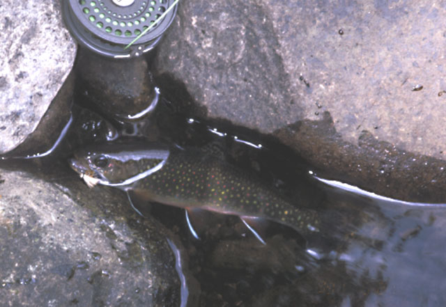 Oshorokoma, Native Trout of Japan