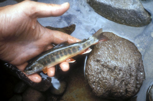 Oshorokoma