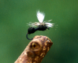 ParachuteAnt