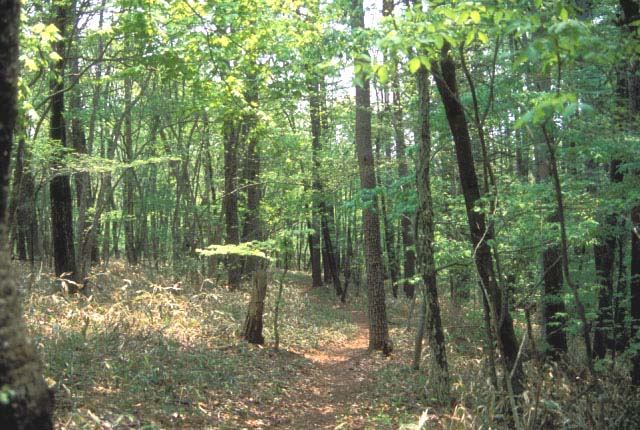 A path in the forest leading to a river.�@Yamanashi Pref., Japan.