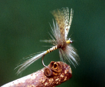 Quill