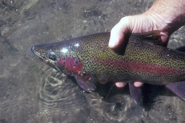 Rainbow trout.�@Bighorn River, Montana, U.S.A.