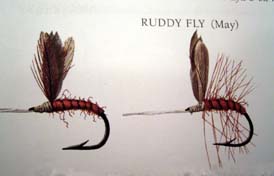 Ruddy