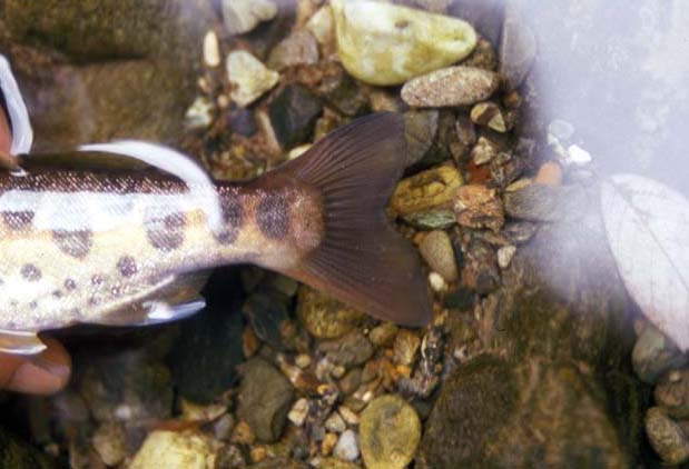 Tail of Yamame.�@A faint pink margination of the tail fin is sexy!<br>�@Gokanosho, Kumamoto Pref., Japan.