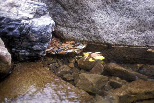 Waterside of mountain stream.�@Japan. 