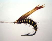 Wasp