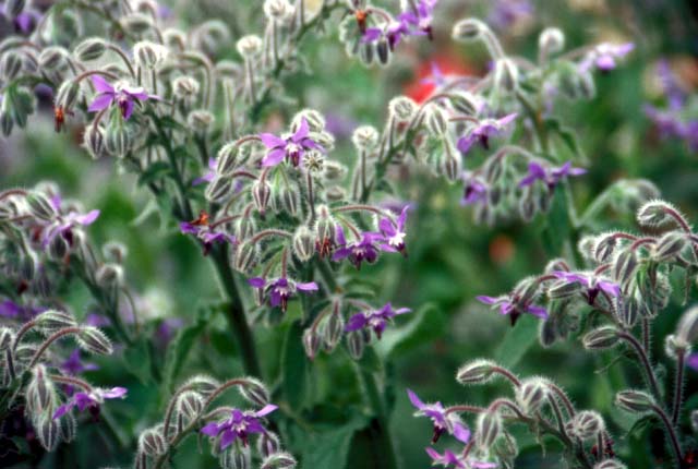 Wild spring flower.�@Yamanashi Pref., Japan.