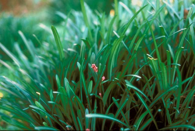 Inutade (Polygonum: knotweed, knotgrass).�@Japan.