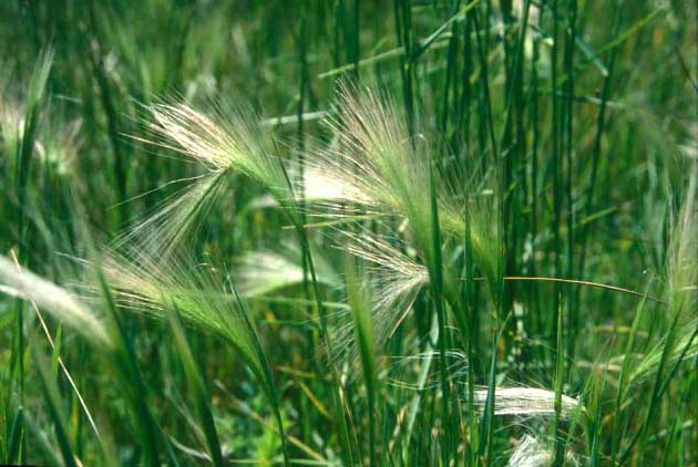 Wild grass.�@Silver Creek, Idaho, U.S.A. 