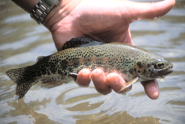 Beautiful rainbow trout.�@A certain mountain lake, Japan.