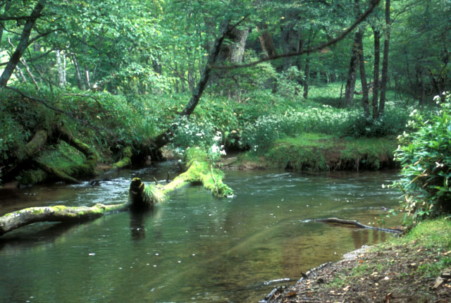 Nikko Yukawa.�@A river of brook trout, Tochigi Pref., Japan. 
