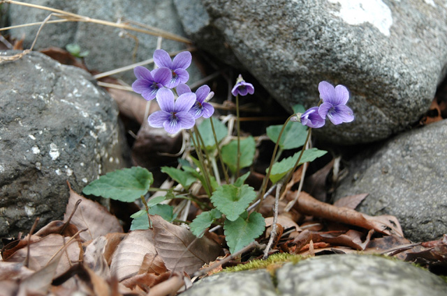 Violet 